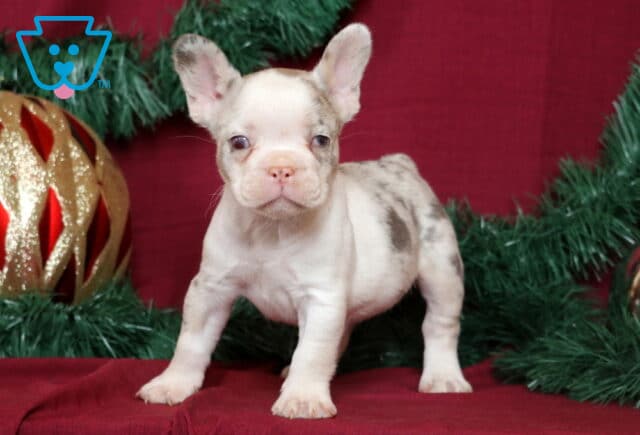 Blair French Bulldog2 image