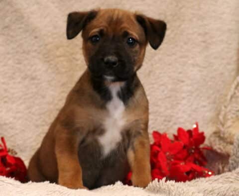 Blake Border Collie Mix