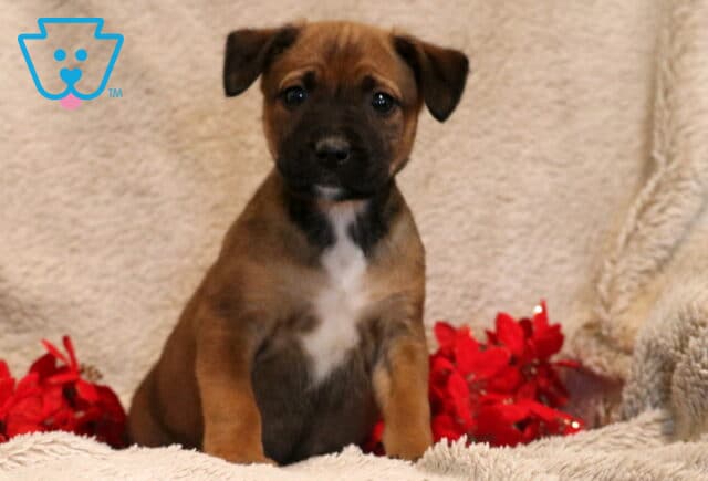 Blake Border Collie Mix image