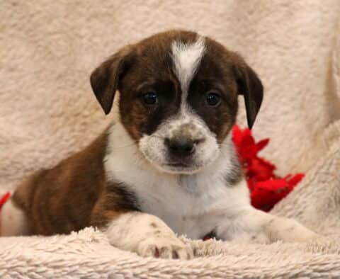 Blaze Border Collie Mix