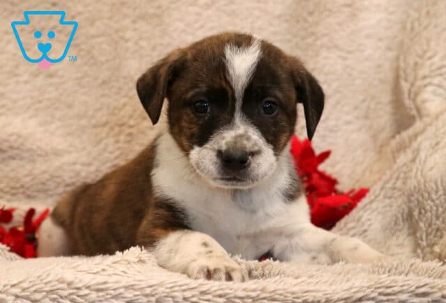 A brown and white Border Collie mix puppy lies on a soft beige blanket, looking sweetly toward the camera. The puppy has a white blaze running up the center of its forehead, a speckled white-and-brown muzzle, and expressive dark eyes. Its front paws, lightly speckled with brown, rest forward as red flowers peek out from behind, adding a warm pop of color to the cozy scene. image