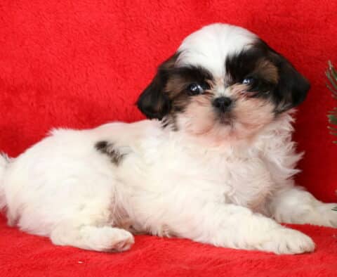 Blessing Shih Tzu