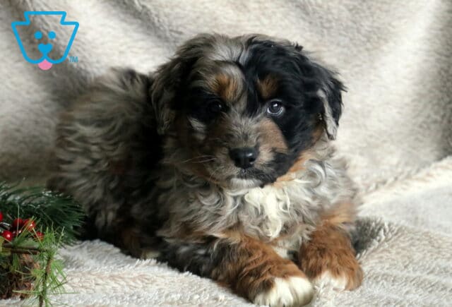 Blitzen Poodle Mix image