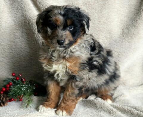 Blitzen Poodle Mix2