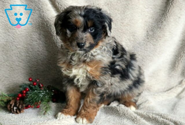 Blitzen Poodle Mix2 image