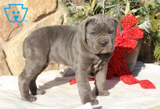 Blossom Corso2 image