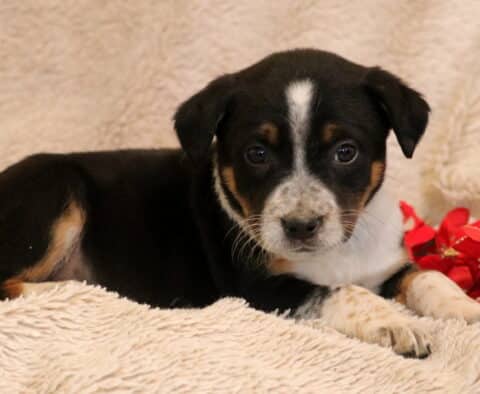 Blu Border Collie MIx