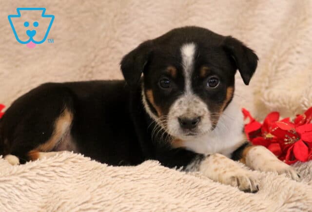 Blu Border Collie MIx image