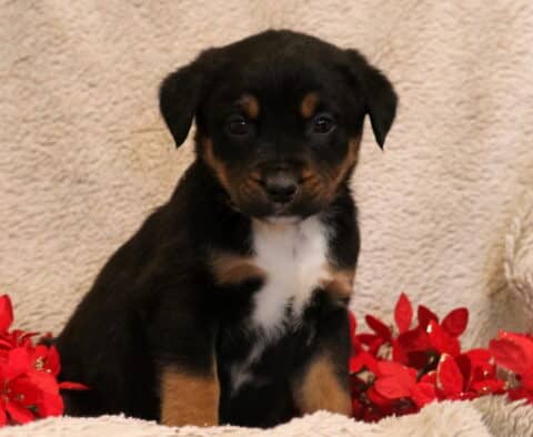 Bo Border Collie Mix