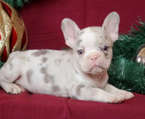 Bones French Bulldog