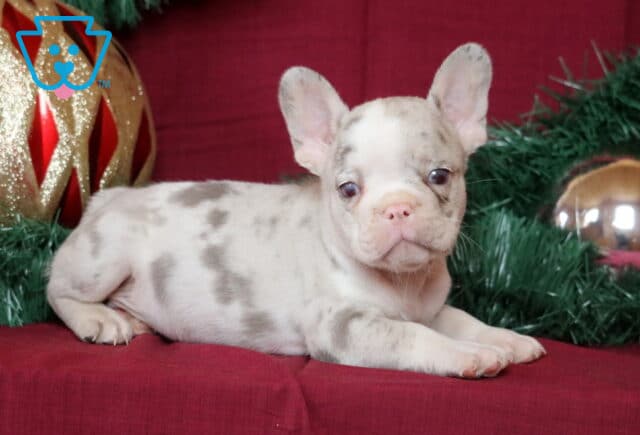 Bones French Bulldog image