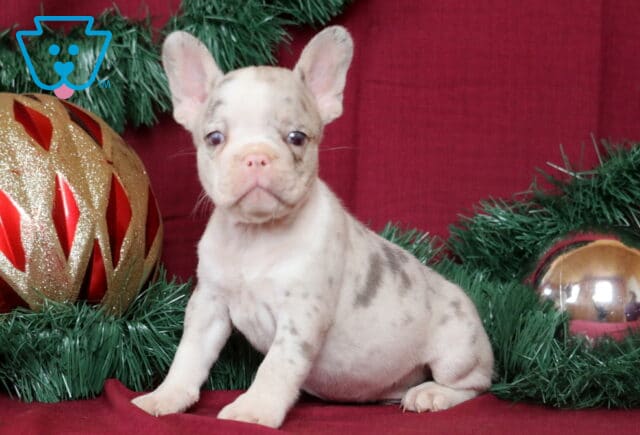 Bones French Bulldog2 image