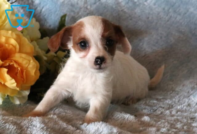 Boston Jackapoo image