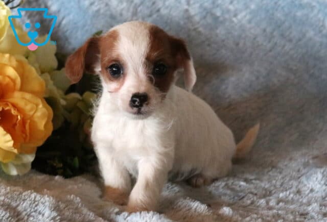 Boston Jackapoo2 image