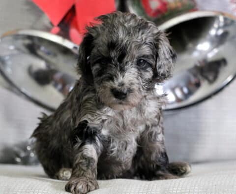 Bouncer Mini Goldendoodle