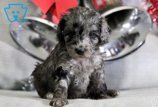 Bouncer Mini Goldendoodle image