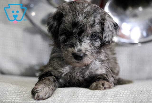 Bouncer Mini Goldendoodle2 image