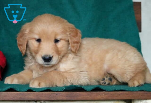 Light golden Golden Retriever puppy lying on a green blanket beside a red poinsettia, looking calm with soft fluffy fur and a relaxed posture. image