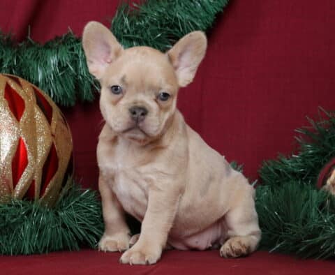 Brie French Bulldog