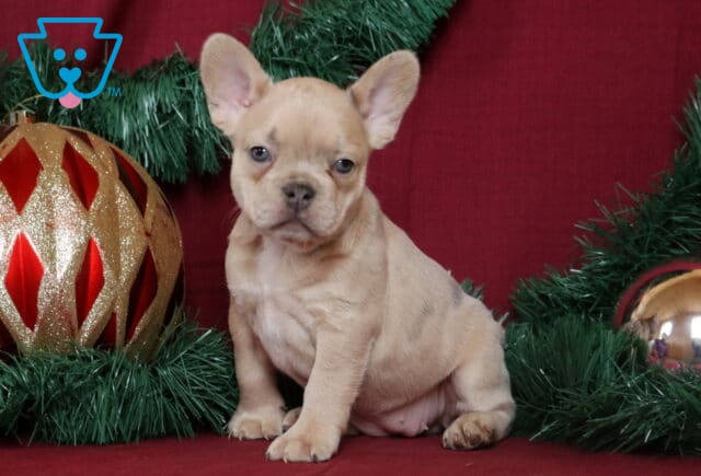 Brie French Bulldog image