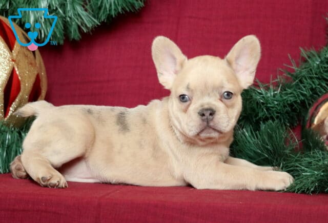 Brie French Bulldog2 image