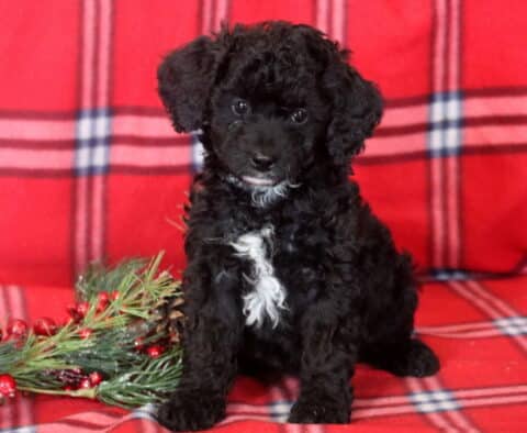 Brie Mini Bernedoodle