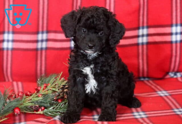 Brie Mini Bernedoodle image