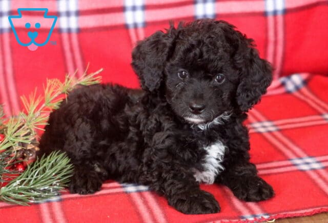 Brie Mini Bernedoodle2 image