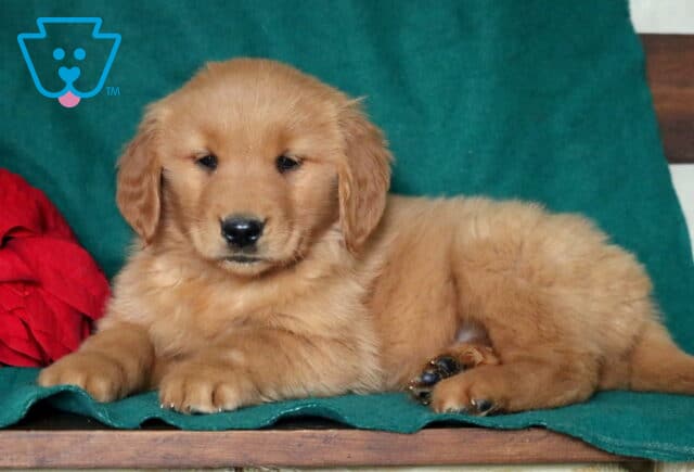 Brittany Golden image