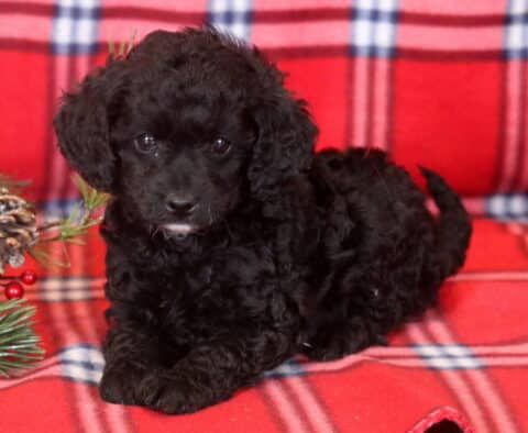 Brittany Mini Bernedoodle