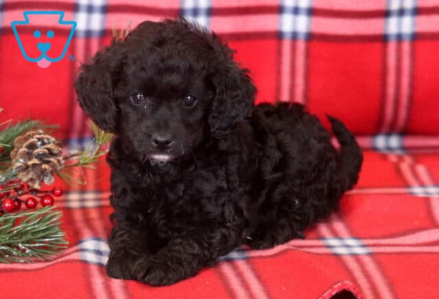 Mini Bernedoodle puppy with a curly black coat and bright eyes, lying on a red plaid blanket beside festive greenery with pinecones and red berries. image