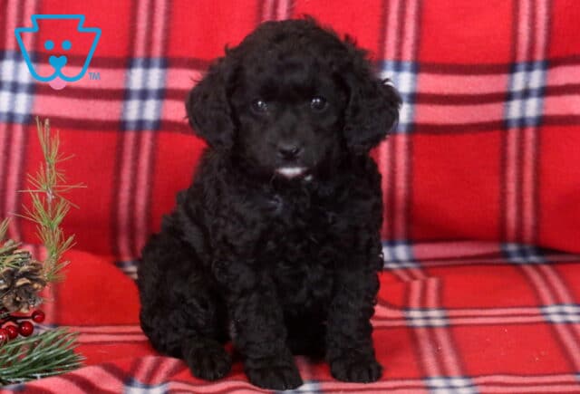 Mini Bernedoodle puppy with a fluffy black curly coat and small white marking under the chin, sitting on a red plaid blanket next to holiday greenery and pinecones. image