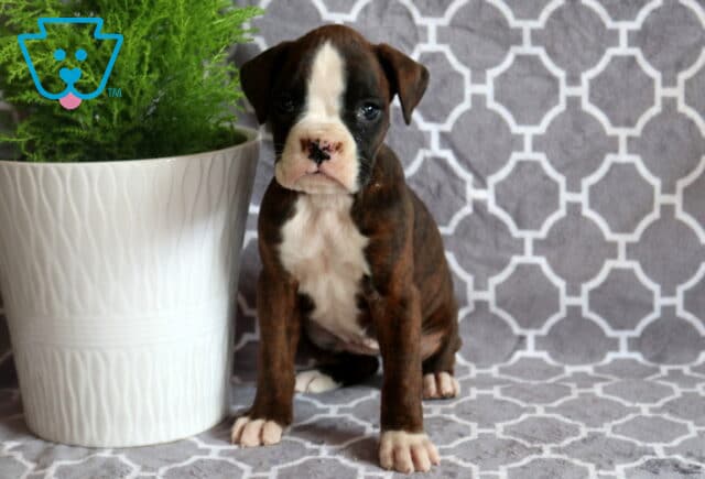 Brooklyn Boxer image