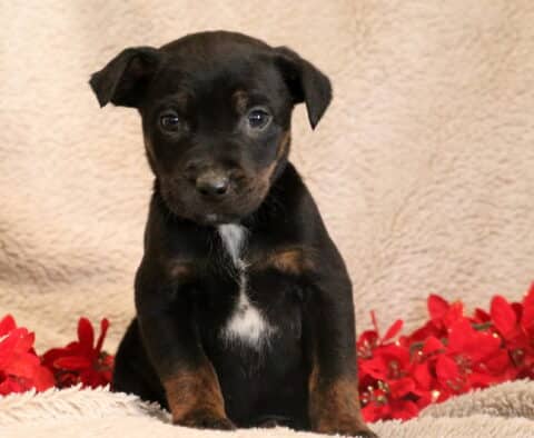 Brownie Border Collie MIx