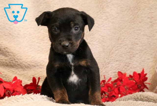 Brownie Border Collie MIx image