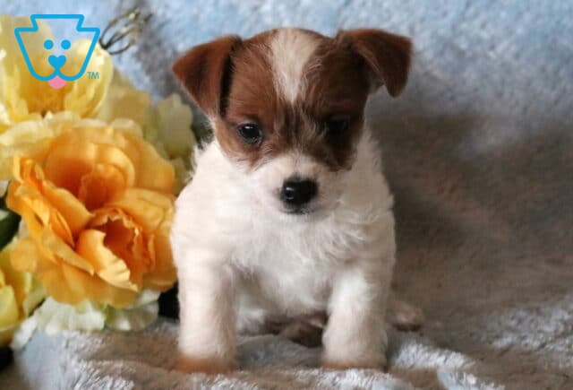 Bubba Jackapoo image