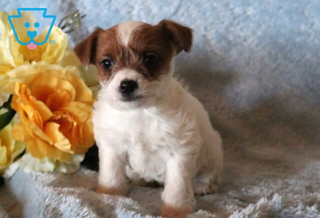 Bubba Jackapoo2 image