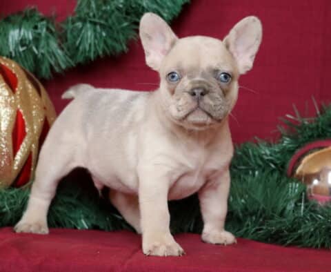 Buck French Bulldog