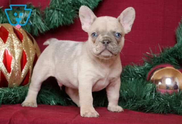 Buck French Bulldog image