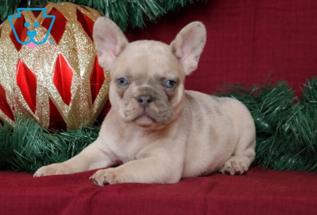 Buck French Bulldog2 image