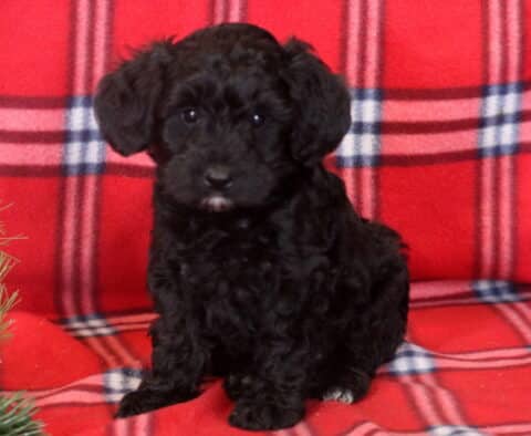 Buffy Mini Bernedoodle