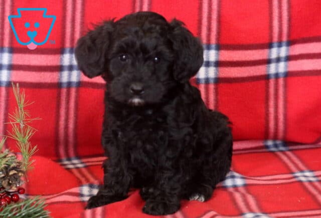 Buffy Mini Bernedoodle image