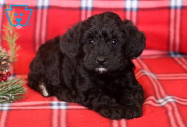 Buffy Mini Bernedoodle2 image