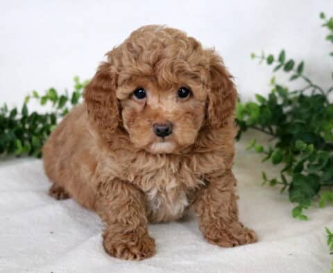 Buster Mini Poodle2