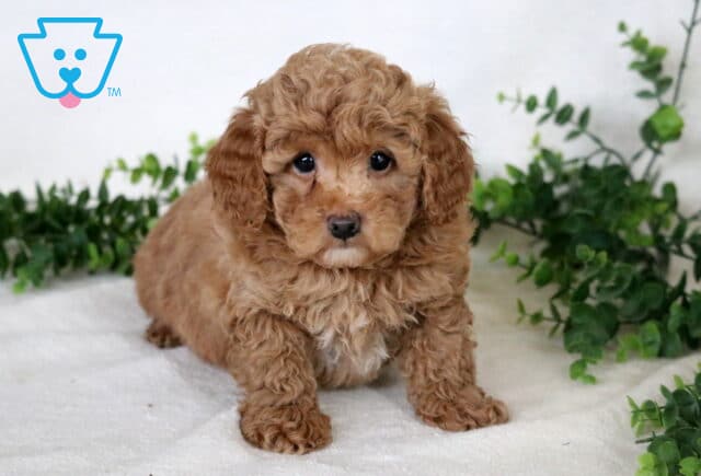 Apricot Mini Poodle puppy sitting on a white blanket with a curly coat and greenery in the background. image
