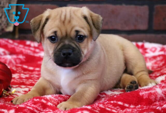 Butterfinger Jug image