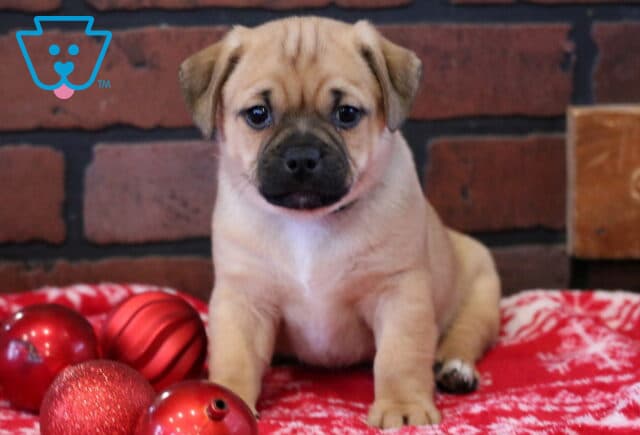 Butterfinger Jug2 image