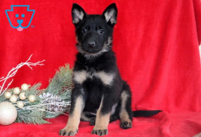 Caeser German2 image