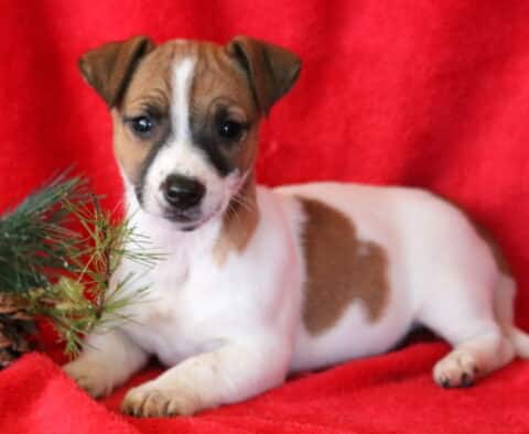 Callie Jack Russell
