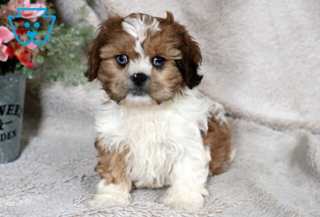 Fluffy Cava Tzu puppy with soft brown and white fur and striking blue eyes, sitting on a cozy neutral blanket beside a decorative flower pot, looking calmly at the camera. image